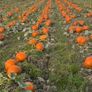 Pumpkins Image 2