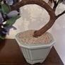 Bonsai Image 9