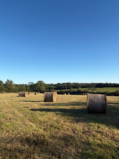 Hay