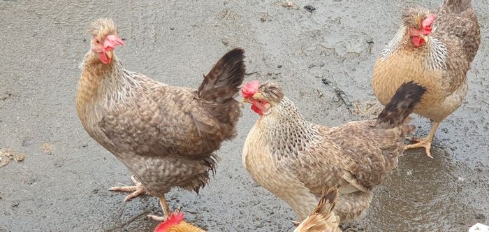 Fertile Cream Legbar Eggs