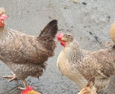 Fertile Cream Legbar Eggs