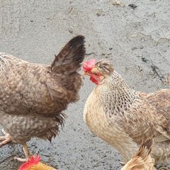 Fertile Cream Legbar Eggs
