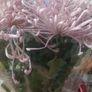 Chrysanthemum plant Image 2