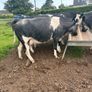 Belgium blue springing heifers Image 5