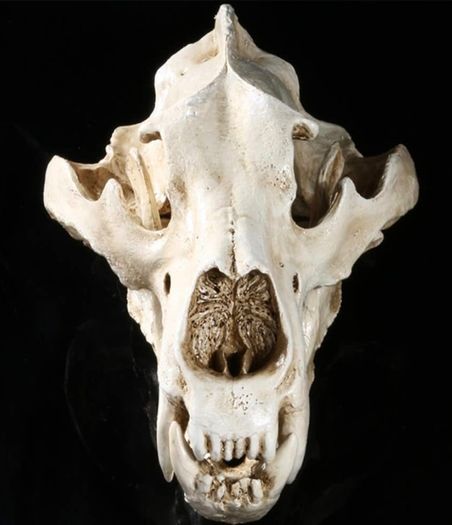 1/1 resin copy of a polar bear skull.