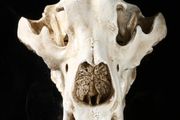 1/1 resin copy of a polar bear skull.