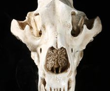 1/1 resin copy of a polar bear skull.