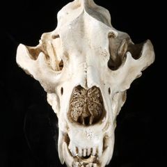 1/1 resin copy of a polar bear skull.