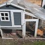 5 laying chickens, coop and run Image 2