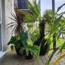 Patio plants Image 9