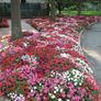 (I) Impatiens seeds F2 Colour Parade 0.05g (430666) Image 2