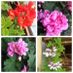 agnese.ali