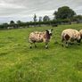 Ram lambs Image 6