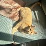 cat Image 2