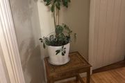 Umbrella Plant