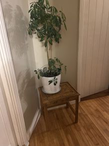 Umbrella Plant