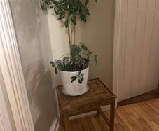 Umbrella Plant