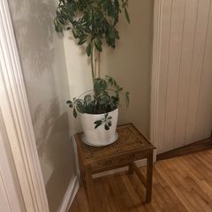 Umbrella Plant