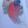Large hardback book on bird illustrations, D18 post 7e Image 6