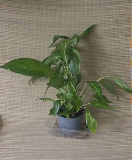 plants