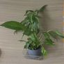 plants Image 2