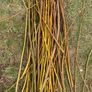 Willow cuttings Image 4