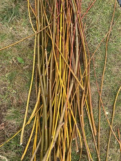 Willow cuttings