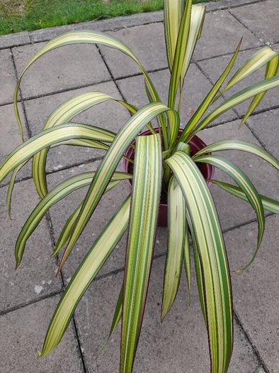 Trees and Plants