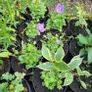 clearance of 100 plants/shrubs Image 6