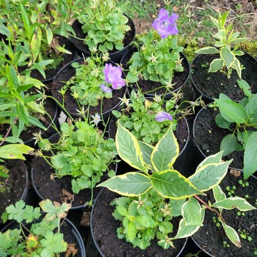 clearence of 50 plants/shrubs