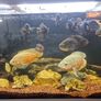 fish tanks Image 8