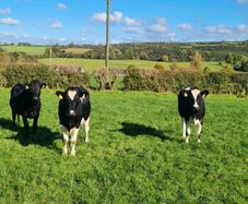 Fr Incalf Heifers