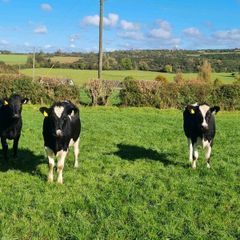 Fr Incalf Heifers