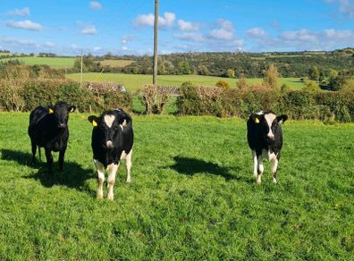 Fr Incalf Heifers