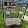 bird Image 2