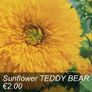 Sunflower seeds from only 1.00 euro Image 8