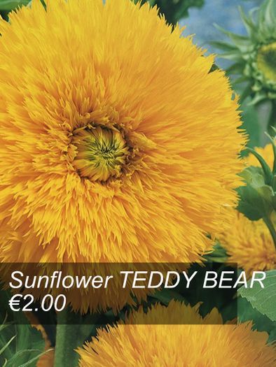 Sunflower seeds from only 1.00 euro