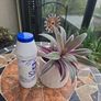 Tradescantia Spathcea plant Image 4