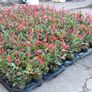 Red Robin Hedging Image 10