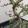 Native Irish Hawthorn Bonsai #3 Image 4
