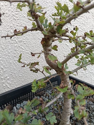 Native Irish Hawthorn Bonsai #3