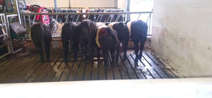 Weanlings