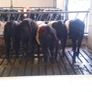 Weanlings Image 7