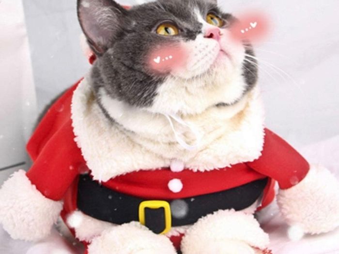 Cat Christmas Outfit, Christmas Pet Clothes Dog Cat Christmas Costume Santa Claus Pet Hoodie Coat for Small Medium Dogs Cats (M Size)