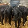 Calfs Image 7