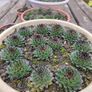 Succulent Plant Image 4