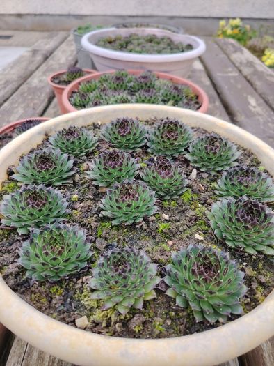 Succulent Plant
