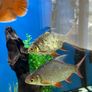 Fish Image 2