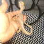 Dilophosaurus Figurine Realistic Jurassic Park Dinosaur Image 2