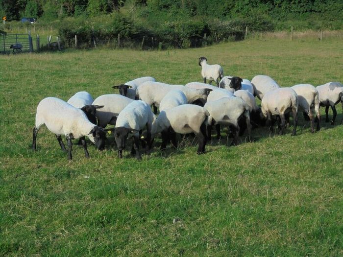 Hilltex  x Suffolk  Breeding Hoggets